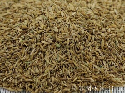夏季能不能播種早熟禾？