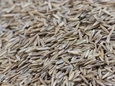 坡面防護每平米草種用量是多少克？