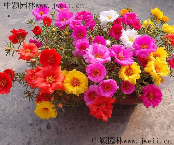 太陽花2.jpg