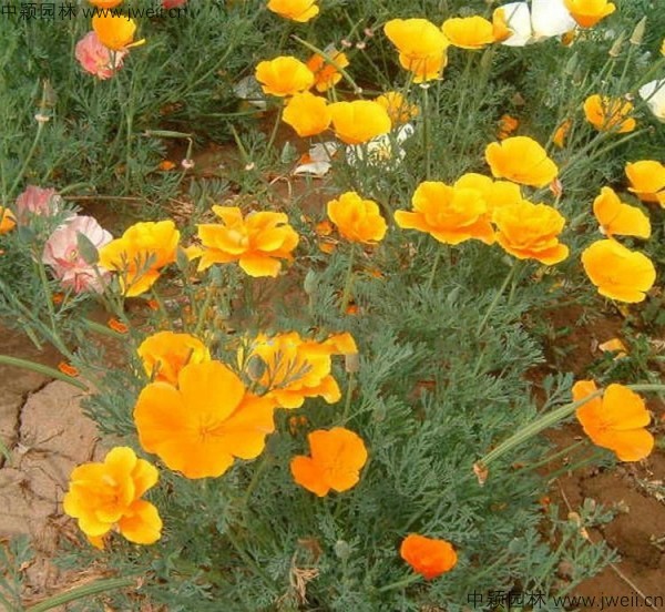 花菱草-(7).jpg