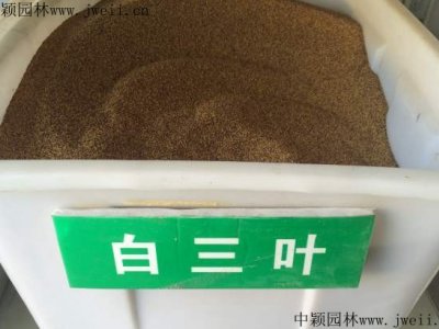 六月份可以播種什么草種？