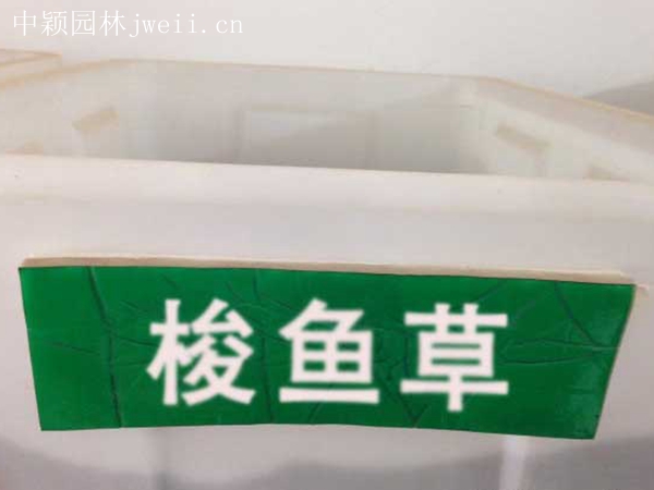 梭魚草8.jpg