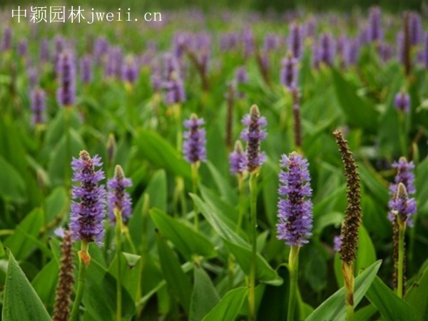 梭魚草5.jpg