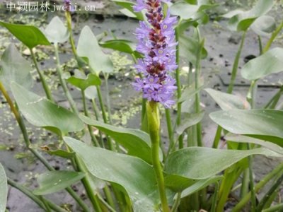梭魚草什么時候栽植比較好？