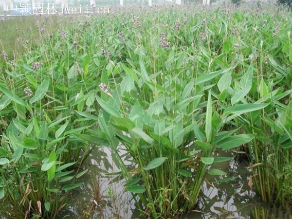 1628304208864845.jpg 梭魚草1.jpg