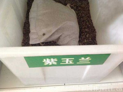 紫玉蘭種子什么時候播種比較適宜？