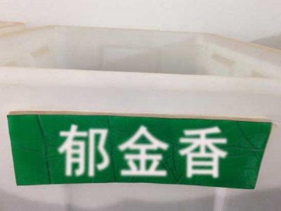 郁金香種子
