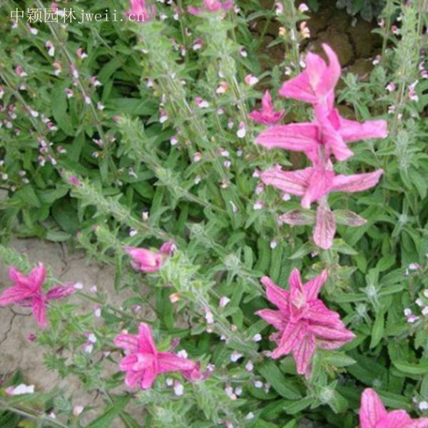 1629021666355046.jpg 芳香鼠尾草5_副本.jpg
