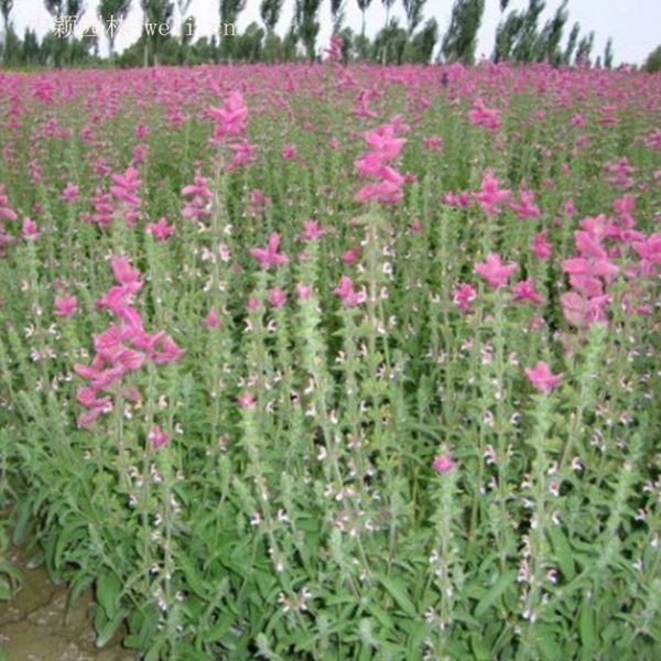1629021669831703.jpg 芳香鼠尾草6_副本.jpg