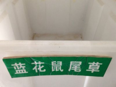 藍花鼠尾草種子