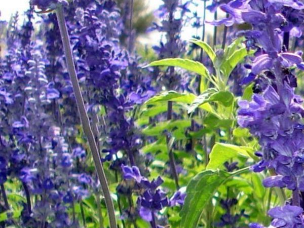 鼠尾草圖7.jpg
