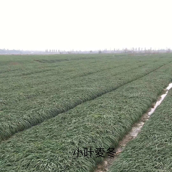 矮麥冬44_副本.jpg