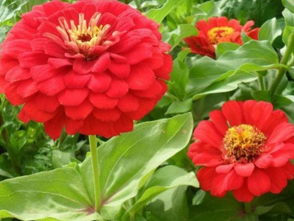 花海植物6.jpg