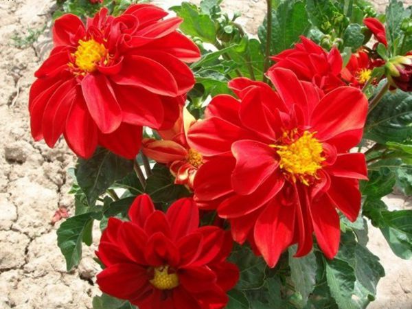 花海植物7.jpg