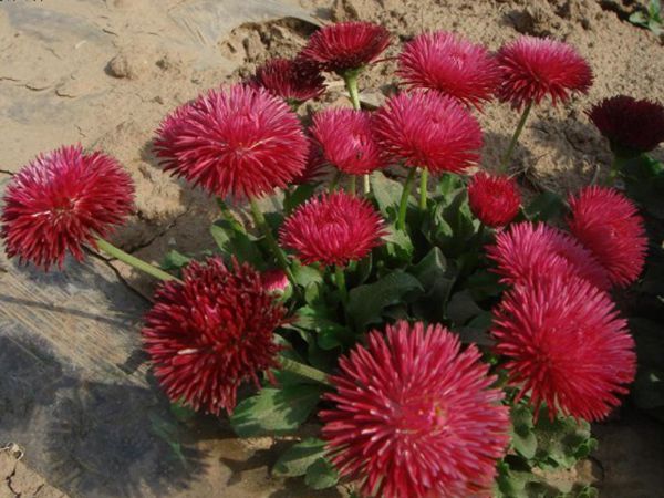花海植物9.jpg