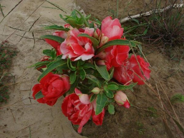 花海植物10.jpg