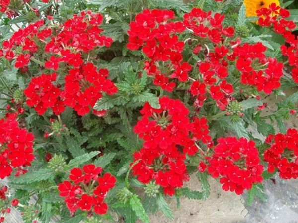花海植物12.jpg