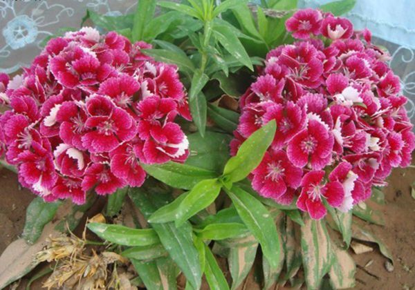 花海植物11.jpg