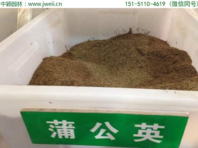 蒲公英種子播種后多久發芽？