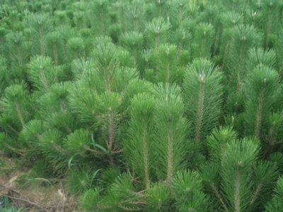 五針松幾月份栽植比較好？