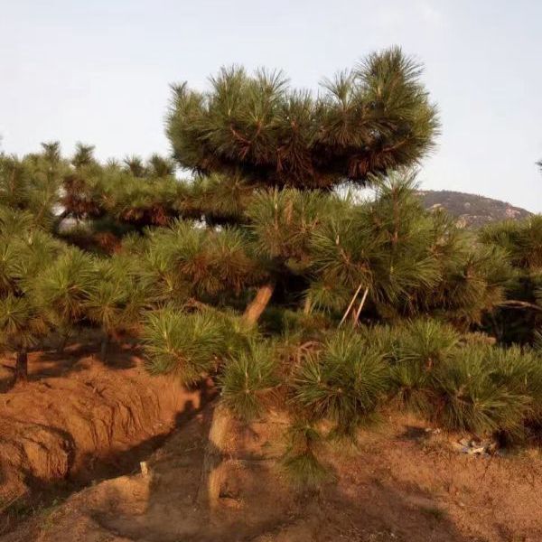 黑松19.jpg