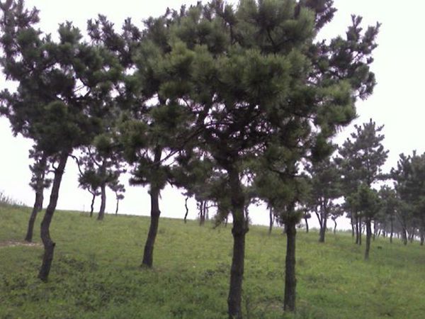 黑松9.jpg