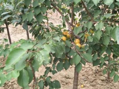 杏樹什么時候栽植比較好