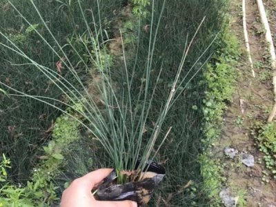 水蔥什么時候栽植比較好？