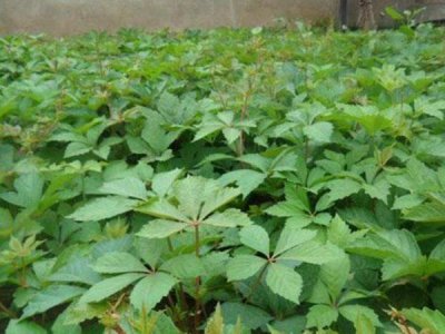 五葉地錦什么時候栽植比較好