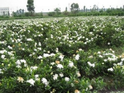 梔子花什么時候栽植比較好？