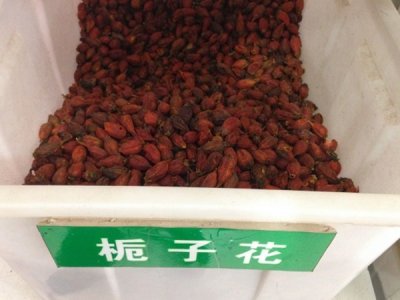 梔子花適合什么時候種植？