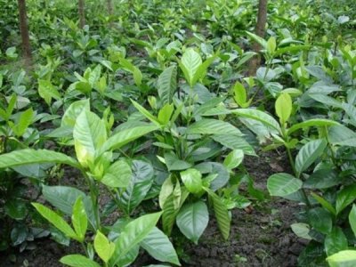 梔子花花期是什么時候？