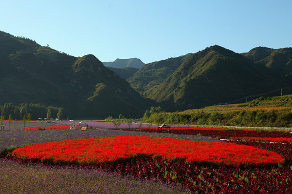 1632284266155607.jpg 花海植物1.jpg