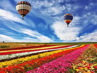 景觀花海工程打造需要什么種子?