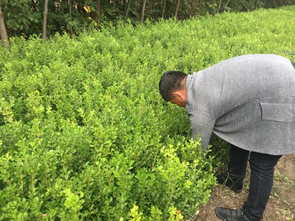 黃楊 14.jpg