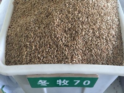 冬牧70黑麥草畝產多少斤鮮草？