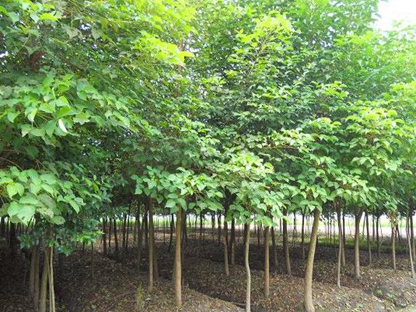 烏桕樹7.jpg