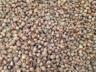 圓柏什么時候栽植比較好？