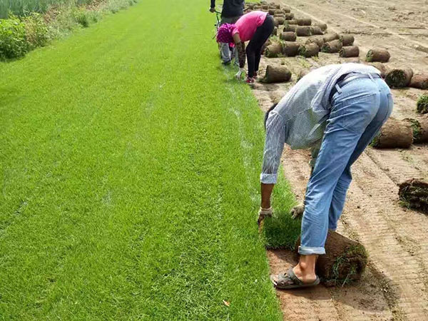 四季青草坪圖片 四季青草坪圖片