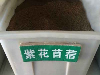 耐寒紫花苜蓿種子價格