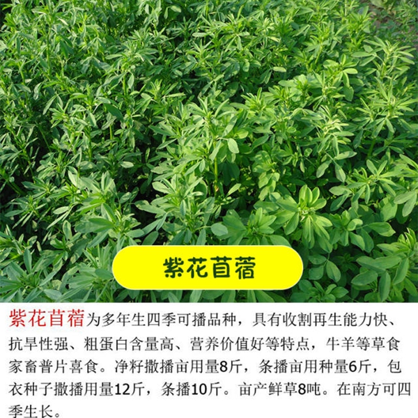 1633782540546078.jpg 紫花苜蓿22.jpg