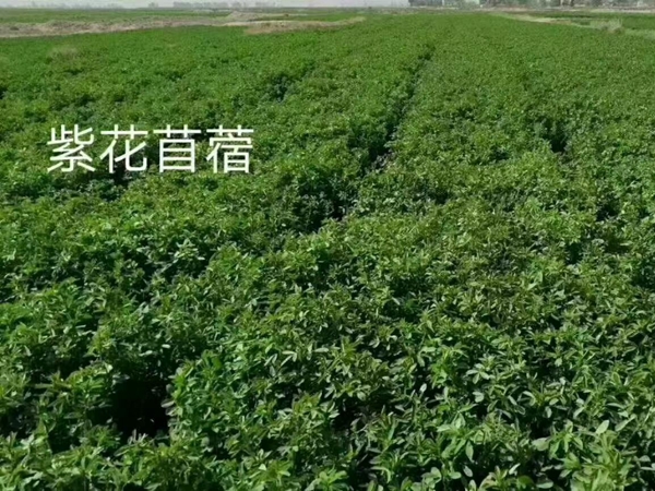 1633783568916084.jpg 紫花苜蓿14.jpg