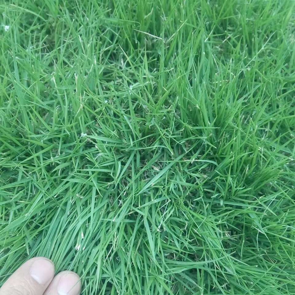 馬尼拉2.JPG