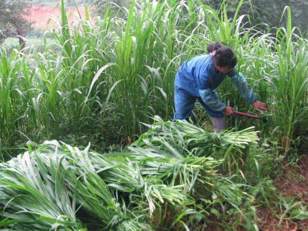 皇竹草種子5.jpg