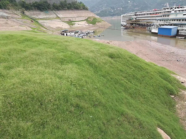 狗牙根草坪護坡綠化