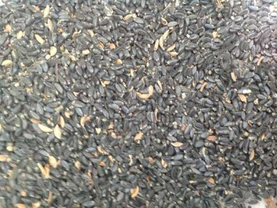 瓜子黃楊種植密度每畝用種多少？