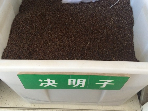決明子.jpg