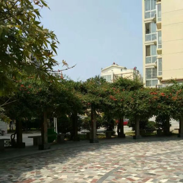 1636516811784647.jpg 凌霄花27.jpg