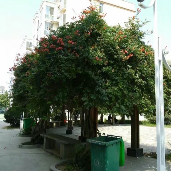 1636516820535945.jpg 凌霄花28.jpg