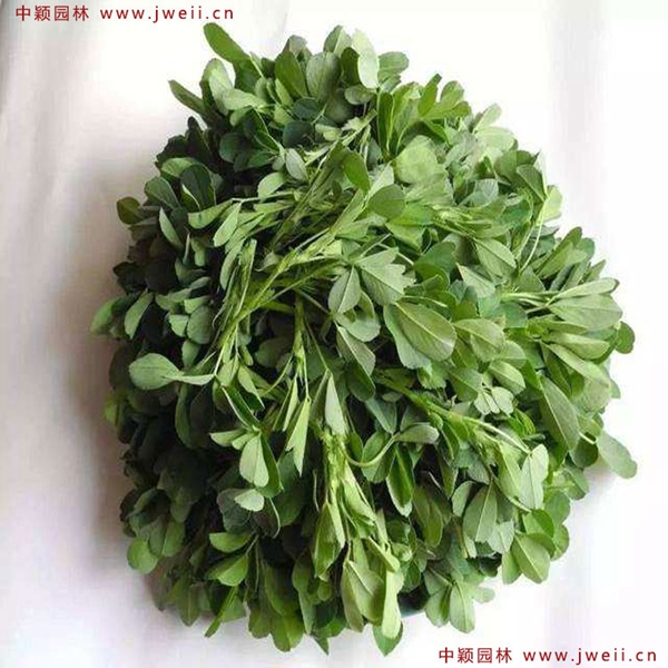 1636688077408287.jpg 紫花苜蓿10.jpg